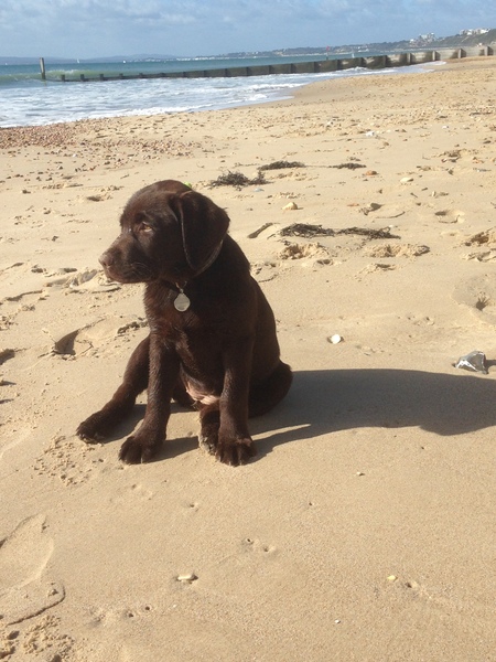 Do you want to share pics of your dog(s)?