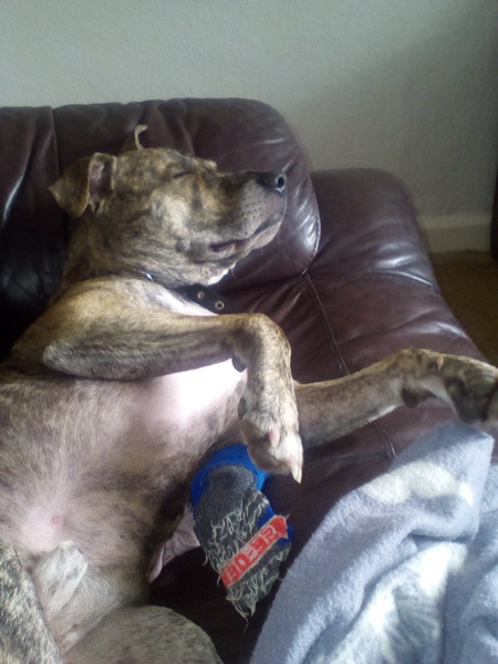 Dogs on sofas?