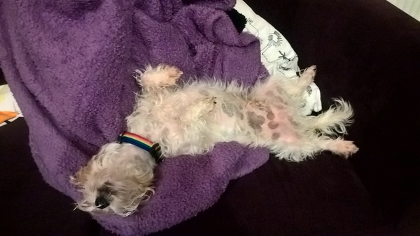 Dogs on sofas?