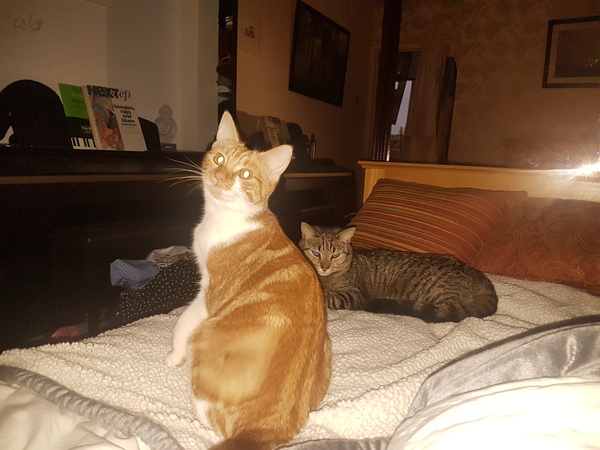 What's your DCat up to today? Episode 6, Return of the... Cats?