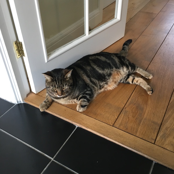 To ask what to do with the cat?