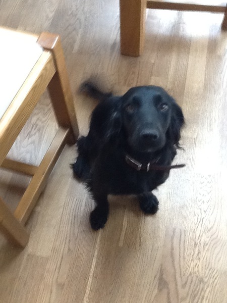 Do you want to share pics of your dog(s)?