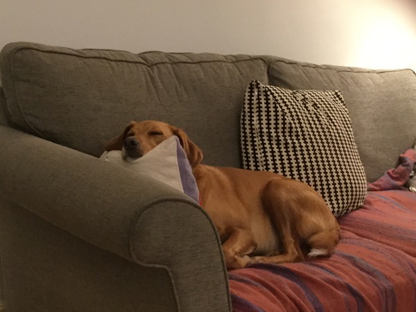 Dogs on sofas?