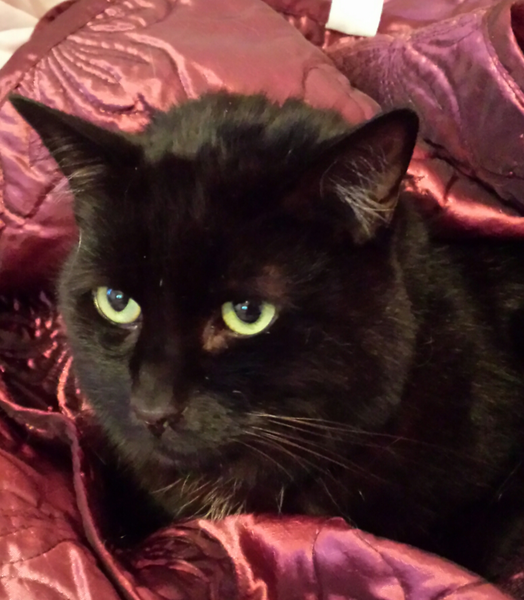 To ask what to do with the cat?