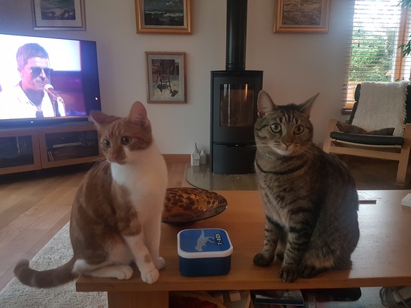 Cats still catting away part 5