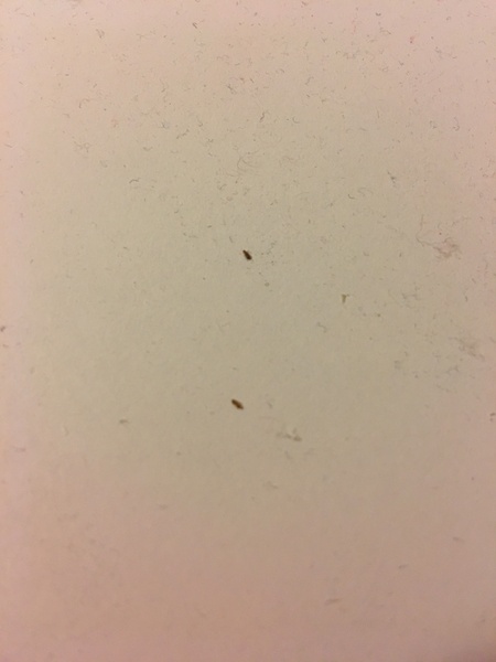 Little beetle critters