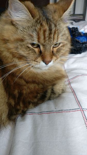 What's your DCat up to today? Episode 6, Return of the... Cats?