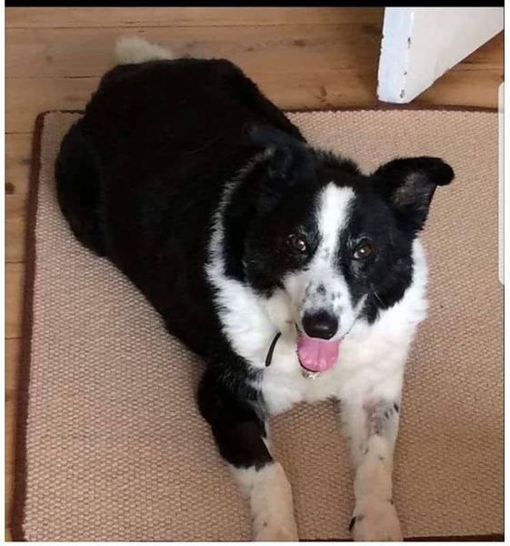 Would you rehome a 16 year old dog?