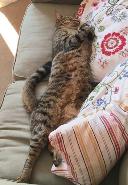 7 weeks bengal, is it too young
