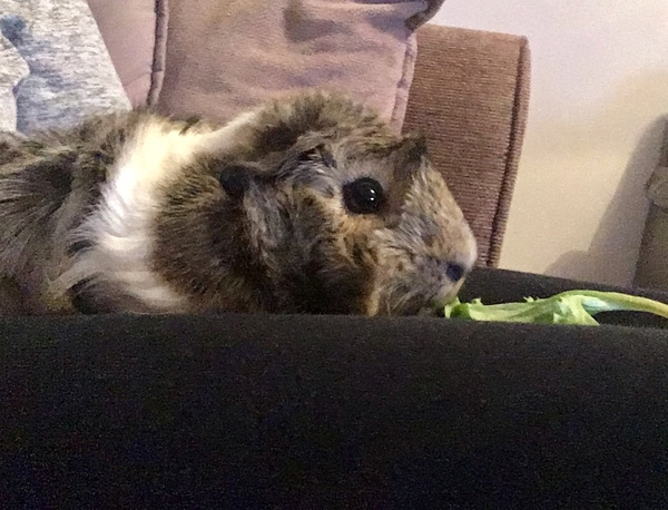 Talk to me about guinea pigs..