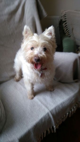 Westies
