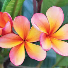 I need to make a Moana Headdress - what sort of flowers are they?