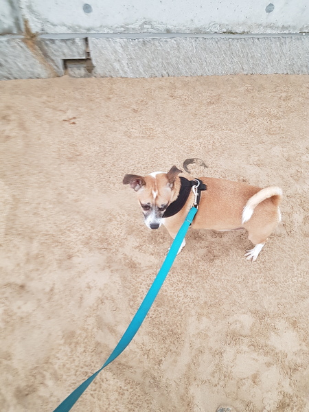 Please tell me about very small dogs