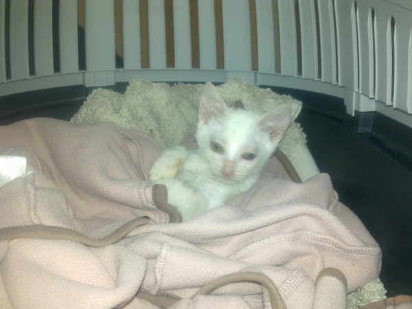 To ask what to do with the cat?