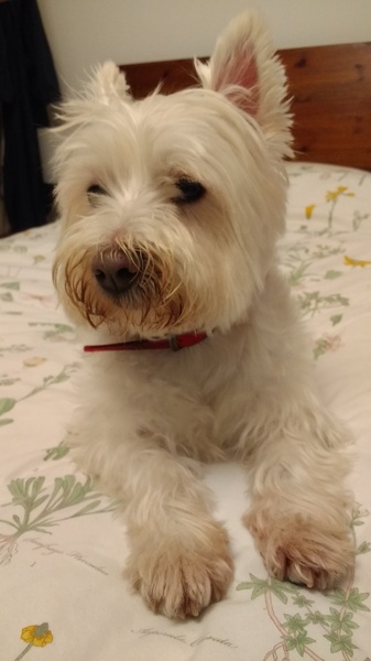 My new foster girl :-)