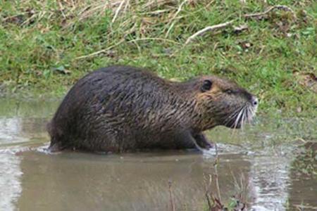 GRAPHIC DEAD RODENT PIC