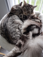 Cat bed...
