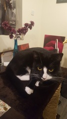 AIBU to think that cat groups should get their facts right.