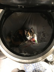 Things my cat has stolen