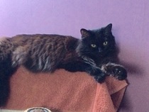 to choose a not so gorgeous cat?