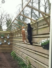 Cat going back to old house