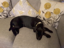 Dogs on sofas?