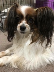 Do you want to share pics of your dog(s)?