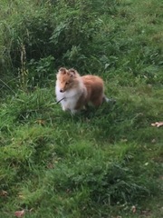 Do you want to share pics of your dog(s)?