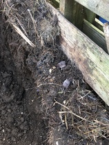 Allotment/Veg patch thread 11 'We bid  farewell to rainbow leaves but will keep plotting along'