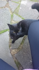 Does this cat belong to somebody?