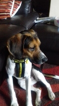 Help been driven to despair/ divorce by 11 month old beagle