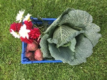 Allotment/Veg patch thread 11 'We bid  farewell to rainbow leaves but will keep plotting along'