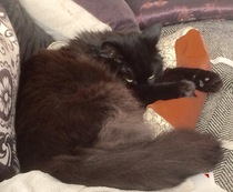 to choose a not so gorgeous cat?