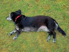 Do you want to share pics of your dog(s)?
