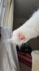 Toe beans!
