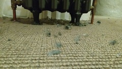Any tricks for stopping cat from killing all the local wildlife?!