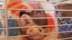 About the rat?
