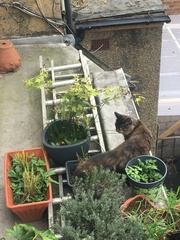 What's your DCat up to today? Episode 6, Return of the... Cats?