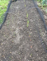Allotment/Veg patch thread 11 'We bid  farewell to rainbow leaves but will keep plotting along'