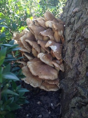 Fungus at base of tree