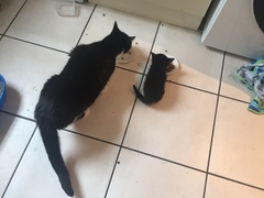 Your rescue animal story