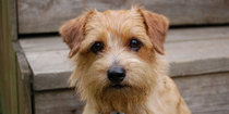 Please tell me about very small dogs