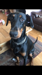 Do you want to share pics of your dog(s)?