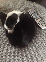 Please tell me about very small dogs