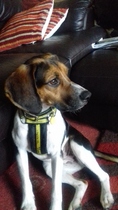 Help been driven to despair/ divorce by 11 month old beagle