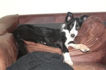 Do you want to share pics of your dog(s)?