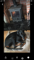 Do you want to share pics of your dog(s)?