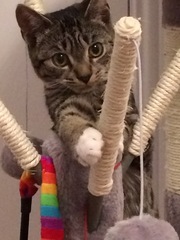 How on earth did you name your cat?