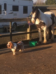 talk to me about bassets!