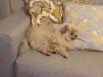 Dogs on sofas?
